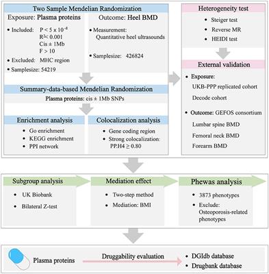 Proteome-wide Mendelian randomization provides novel insights into the pathogenesis and druggable targets of osteoporosis